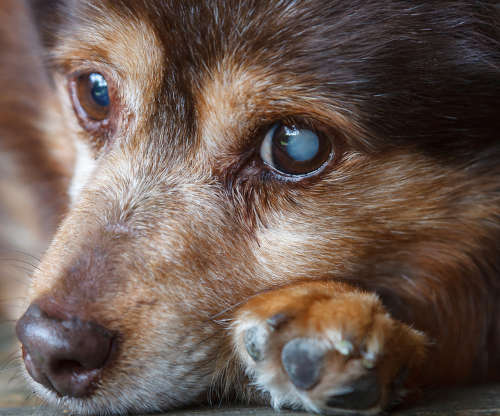 senior dog with a white spot in left eye due to cataract