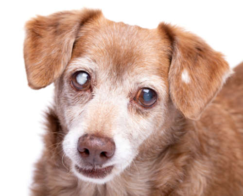 Dog with white cataract in right eye