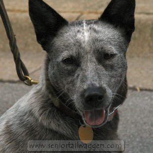 Training older dogs - Cattle dog on a leash