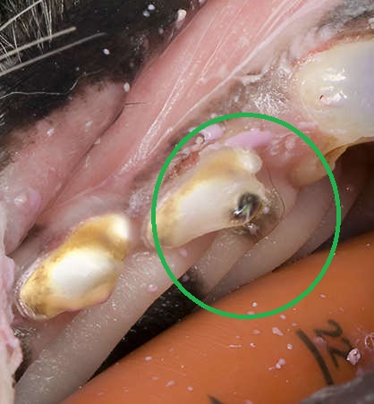 cavity in a dog's tooth