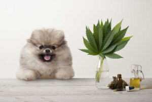 Demand for CBD Products for Dogs Has Skyrocketed 514% in the Last 5 Years, Despite the Lack of FDA-Approved Products
