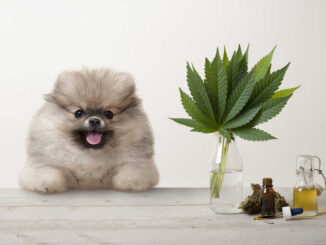 dog with cbd products