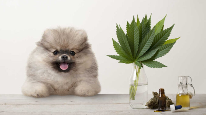 dog with cbd products