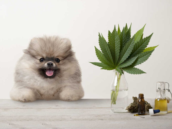 11 Proven Bland Diets To Help A Sick Dog Vet Approved 11-proven-bland-diets-to-help-a-sick-dog-vet-approved