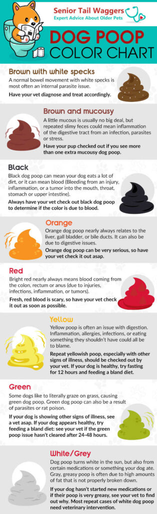 dog poop color chart a vet explains the meaning of colors