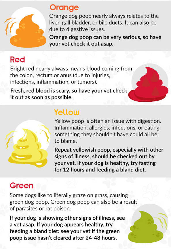 dog poop color chart for orange, red, yellow and green
