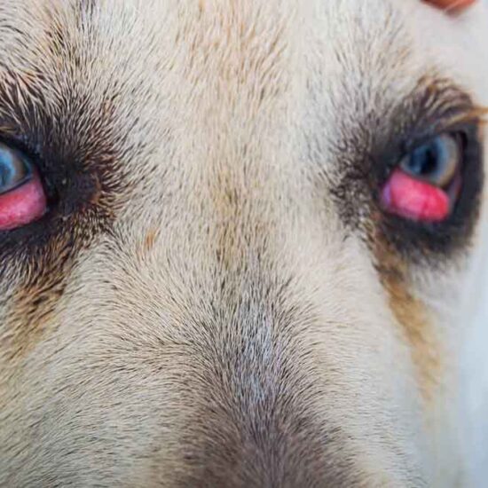 cherry eye in dog