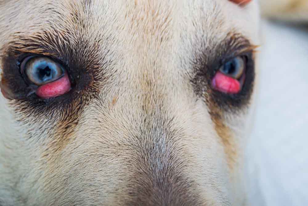 cherry eye in dog