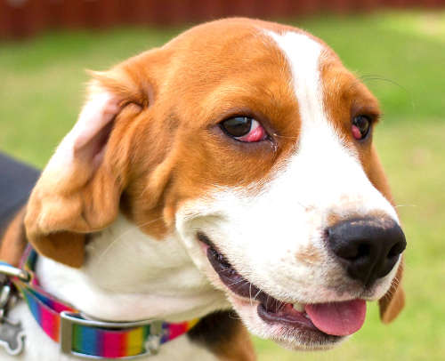 dog with cherry eye