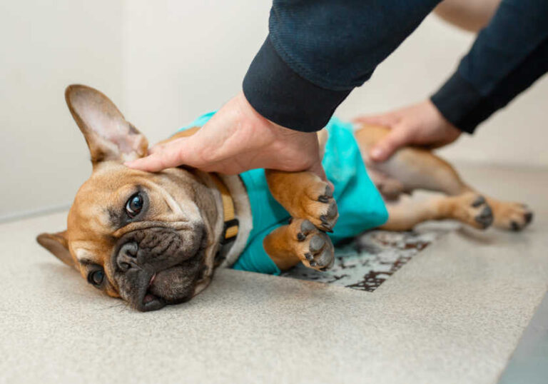 Chest or Rib Cage Lumps In Dogs [Vet Advice]