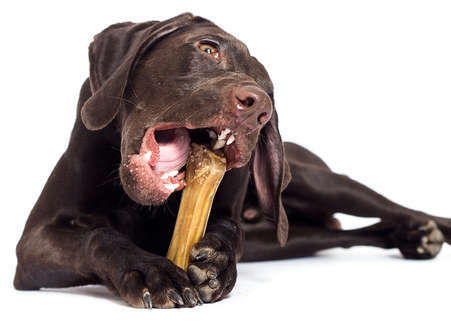 dog chewing excessively on a big bone