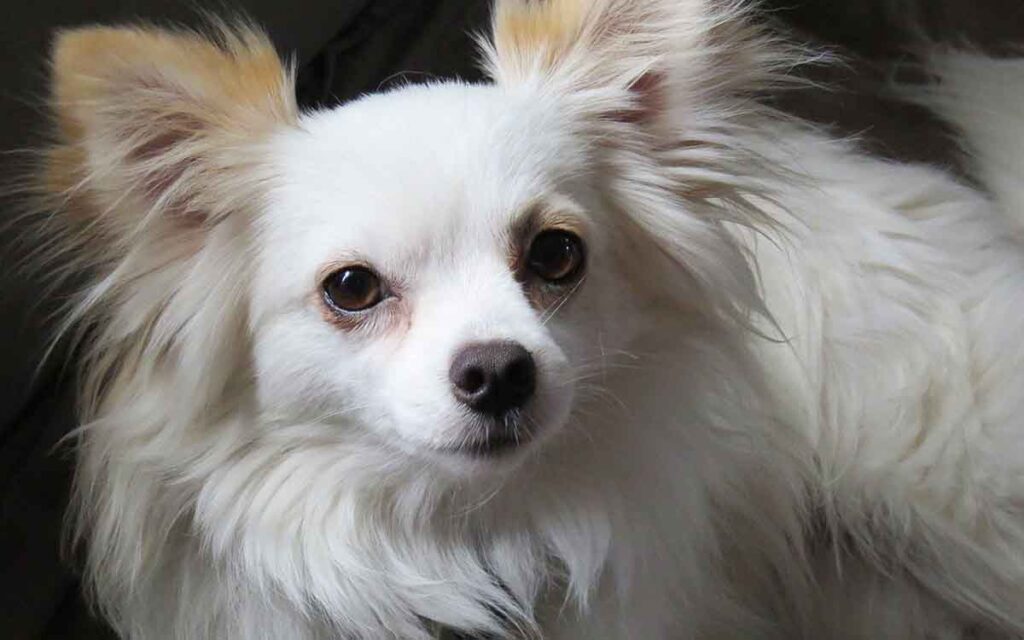 White fluffy Chihuahua