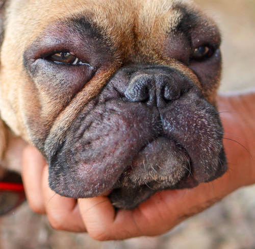 bulldog with allergy reactions on the face including redness and hair loss