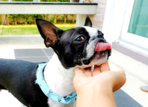 5 Causes of Bumps on a Dog’s Chin [Pics & Vet Advice]