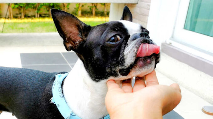 bumps on chin of a french bulldog
