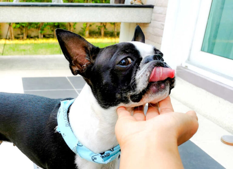 5 Causes of Bumps on a Dog’s Chin [Pics & Vet Advice]