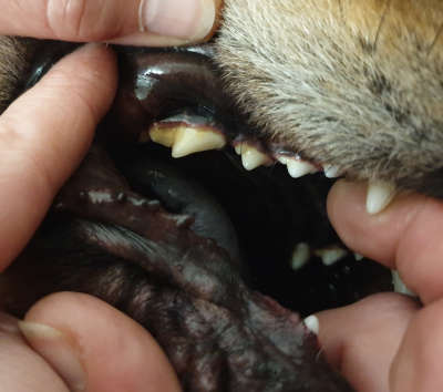 Black Spots On Dogs Gums