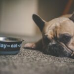 My Dog Hasn’t Eaten in 2 or 3 Days: What Should I do?