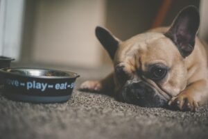 My Dog Hasn’t Eaten in 2 or 3 Days: What Should I do?