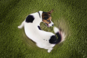 Causes and Signs of Psychomotor Seizures in Dogs