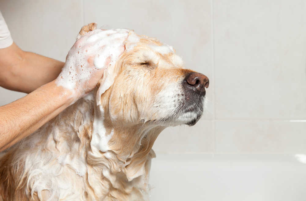 dog getting a shower with soap