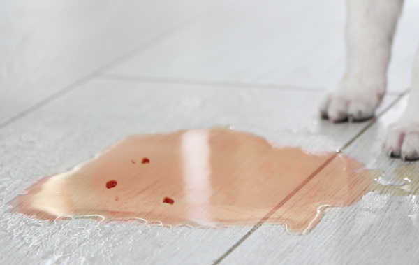 blood in dog urine what should you do