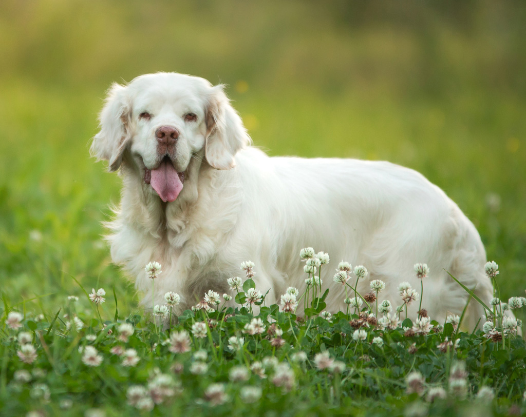 clumber spaniel white dog in grass