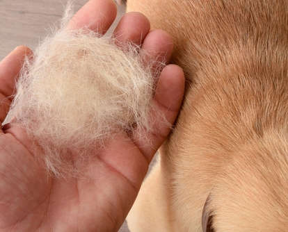dog owner hand with clump of hair from shedding