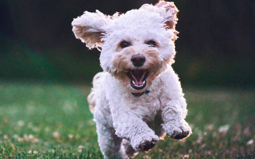 cockapoo running