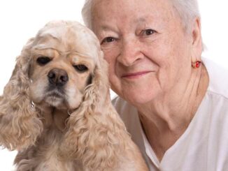 cocker spaniel dog with senior woman