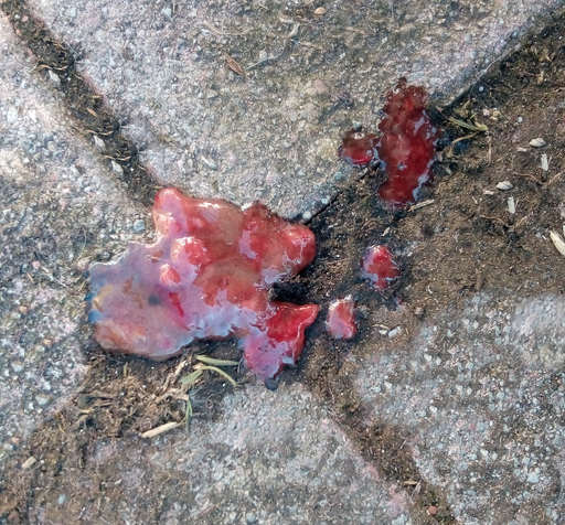 Colitis, inflammation of the gut, a medical condition in a dog. Blood, mucus and faeces on concrete flag stones outside.
