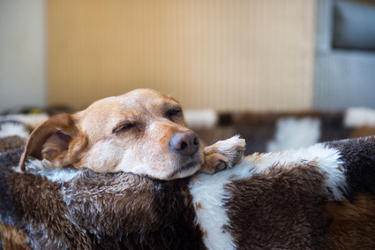 comfortable senior dog on his bed