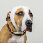 dog with concussion and bandage around the head