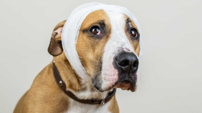dog with concussion and bandage around the head