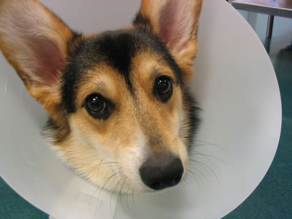 corgi with cone around the head to prevent scratching or biting incision