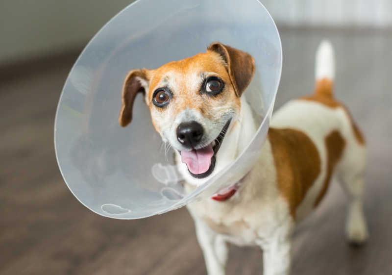 cone on a dog