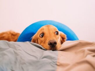 dog with blue cone around her head