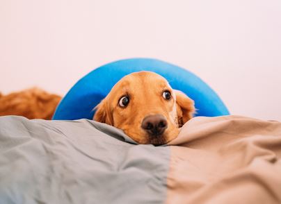 dog with blue cone around her head