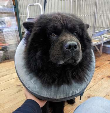 chow dog's face with inflatable done around neck