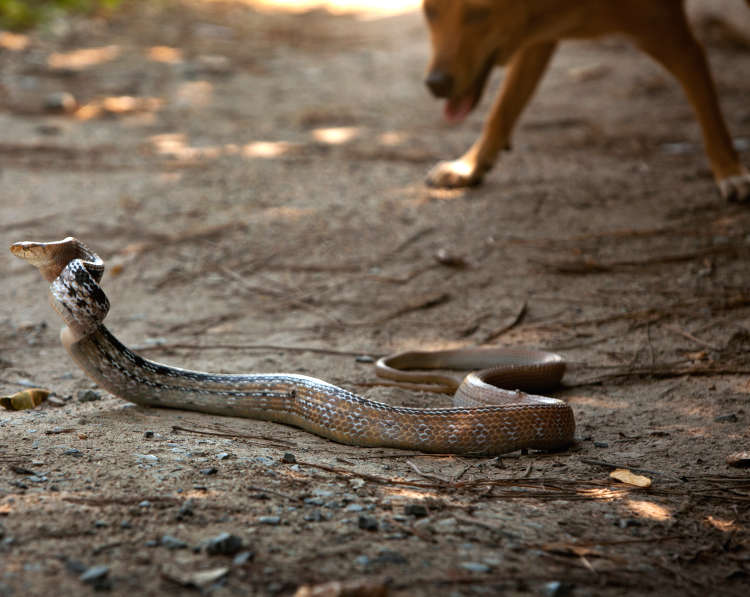 dog encountering an agitated copperhead snake on a hiking trail