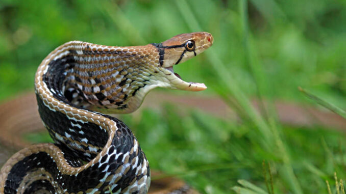 copperhead snake opening its mouth to bite