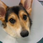 Corgi puppy after spay incision wearing a cone