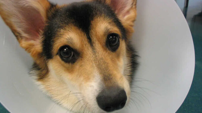 Corgi puppy after spay incision wearing a cone