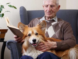 Corgi dog sitting on old man's lap
