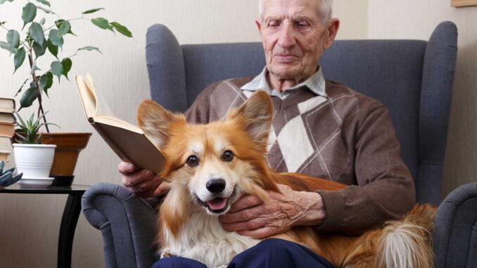 Corgi dog sitting on old man's lap