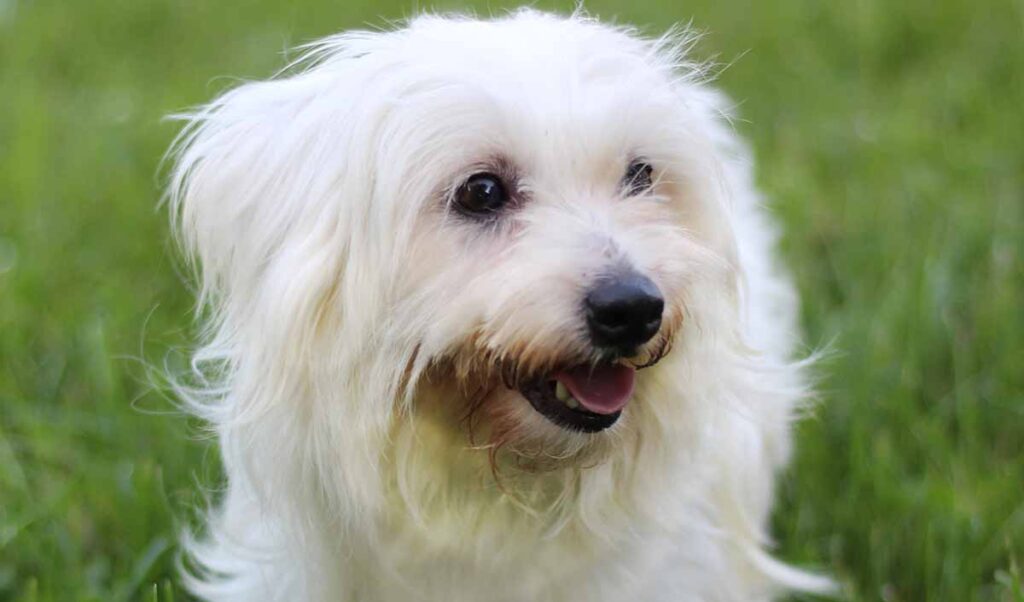 coton de tulear white dog