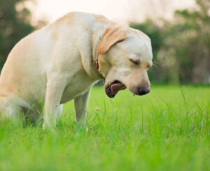 Dog Coughing: Our Vets Explain What to Do [8 Home Remedies]