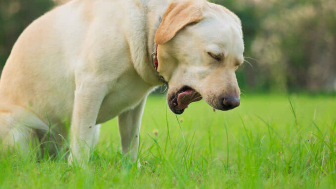 dog coughing in park