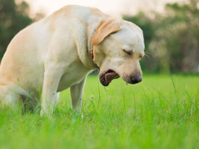 dog-pee-color-chart-what-abnormal-urine-colors-mean