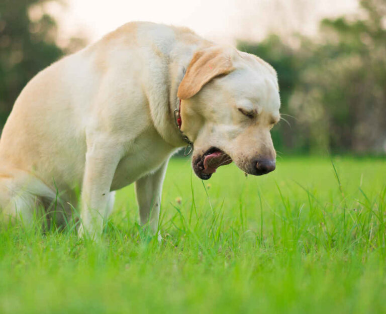 Dog Coughing: Our Vets Explain What to Do [8 Home Remedies]